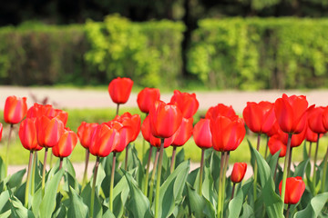 Fototapeta premium The town flowers. Red tulip buds.