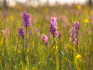 Natural Grass Field with Group of Wild European Orchids © creativenature.nl