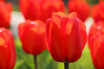 Red petals of a tulip bud. Macro
