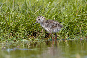 Chick of a Common Redshank