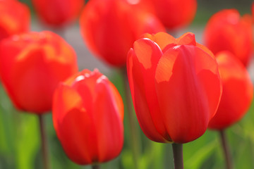 Red petals of a tulip bud. Macro