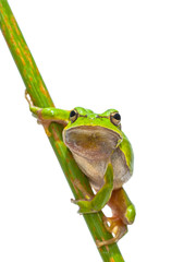 European Tree frog frontal diagonal