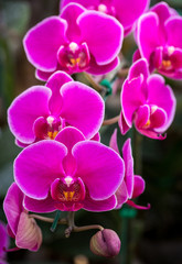 Fototapeta na wymiar Pink phalaenopsis orchid flower