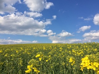 Rapsfeld im Frühjahr