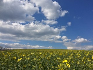 Rapsfeld im Frühjahr