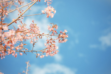 Wild Himalayan Cherry spring blossom