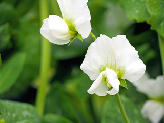 エンドウの白い花　春の花
