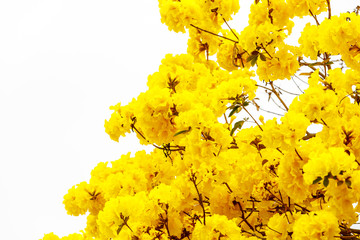 Yellow tabebuia flower blossom on white background