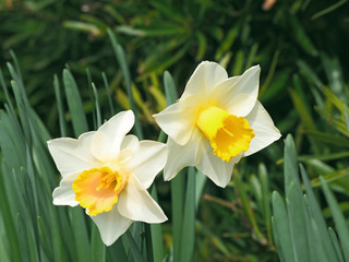 Fototapeta premium 水仙 春の黄色い花