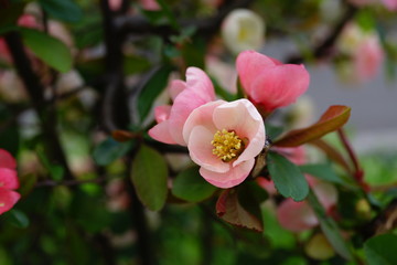 木瓜　ボケの花
