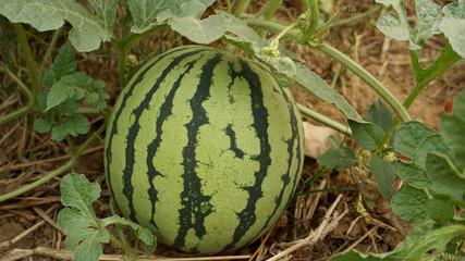 striped watermelon in garden focus on fruit