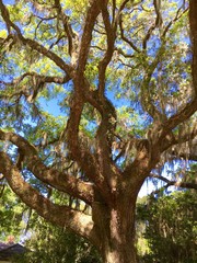 Canopy of live oak trees in Savannah, GA
