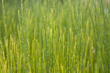 Green background. Grass