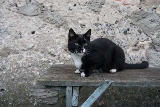 Shorthair domestic cat portrait
