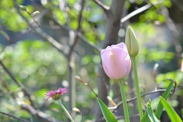 チューリップ　ピンクダイアモンド