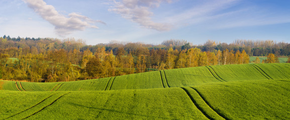 pole młodego,zielonego zboża   © Mike Mareen