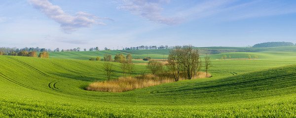 Obraz premium pole młodego,zielonego zboża 