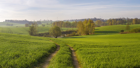 pole młodego,zielonego zboża
