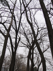 Branches of trees with no leaf.
