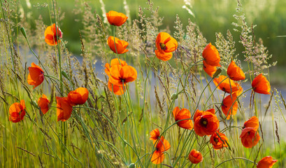 poppies field of herbs and wild flowers on a spring meadow
