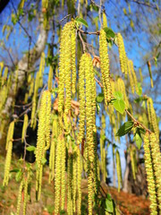 Birch flower