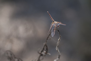 dragonfly on a dried branch