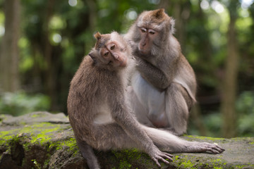 Naklejka na ściany i meble Two monkeys in the forest near Ubud, Bali
