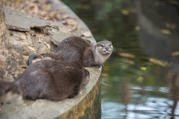 Fototapeta premium A pair of asian small-clawed otters