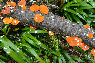 Colorful forest floor background of fallen cherry petals and orange mushrooms on a dead log lying among irises