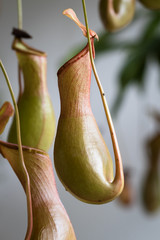 This is a photo of one kinds of nepenthes, was taken in Xiamen botanical garden, China.