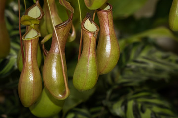 This is a photo of one kinds of nepenthes, was taken in Xiamen botanical garden, China.