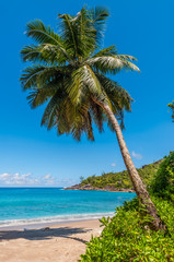 Fototapeta na wymiar Idyllic paradise palm Anse Major Beach - Mahe Island, Seychelles