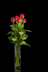 fresh red rose on black