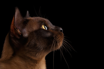 Closeup Portrait Burmese Cat in Profile view Isolated on black