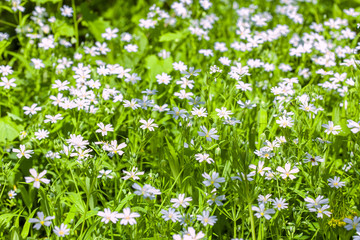 Fototapeta premium white wildflowers of spring
