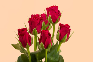 Fototapeta premium Bouquet of fresh red roses