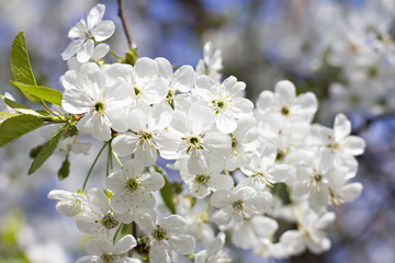 Cherry blossoms on a branch in the sunshine. Tonning photo