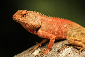 Lizard in the garden