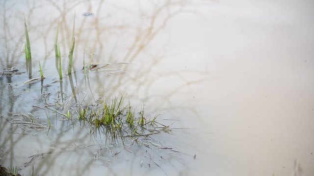 Turbid water in the pond and  grass