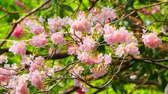 Tabebuia rosea flower footage background