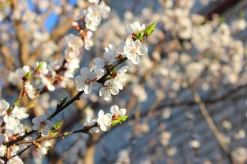 Белые цветы вишни в весной