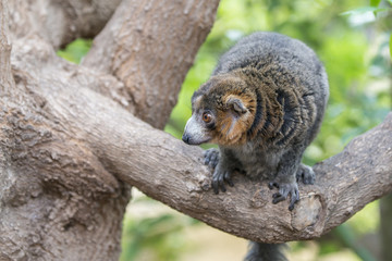 The red lemur (Eulemur rufus). Rufous brown lemur. Madagascar.