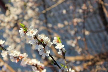 Fototapeta premium Белые цветы вишни в весной