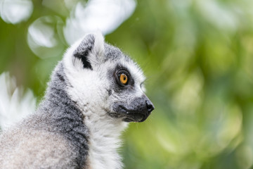 Naklejka na ściany i meble A portrait of ring-tailed lemur (catta). Madagascar. 