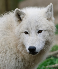 white arctic wolf close up portrait