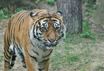 Fototapeta na wymiar tiger walks in a forest