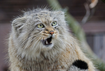 manul wild cat with surprised face © havranka