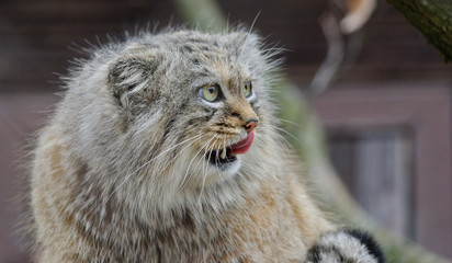 Fototapeta na wymiar manul wild asia cat
