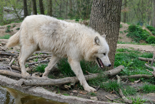 white arctic wolf walks in a forest