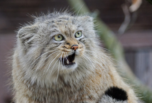 manul wild cat with surprised face